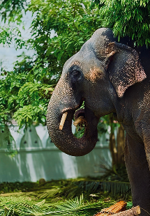 Elephant Nature Park